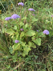 Conoclinium coelestinum