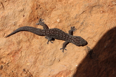Gehyra versicolor