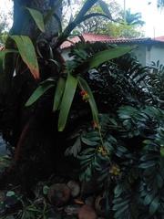 Aechmea disjuncta