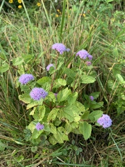 Conoclinium coelestinum