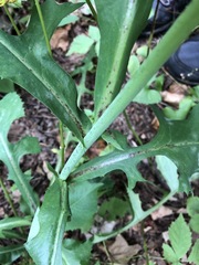 Lactuca hirsuta