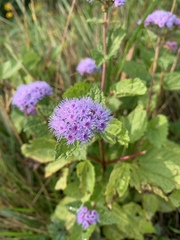 Conoclinium coelestinum