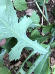 Lactuca hirsuta