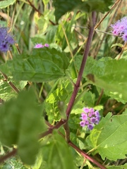 Conoclinium coelestinum