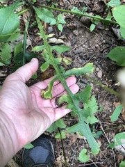 Lactuca hirsuta