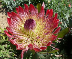 Protea × hybrida
