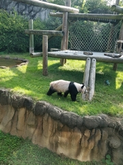 Ailuropoda melanoleuca