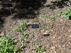 Cirsium monspessulanum