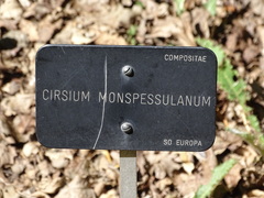 Cirsium monspessulanum