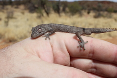 Strophurus ciliaris aberrans