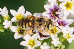 Calliopsis hesperia