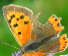 Lycaena phlaeas