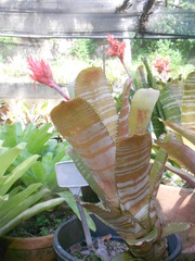 Aechmea flavorosea