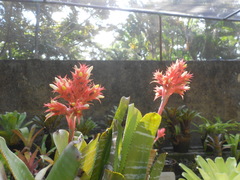Aechmea flavorosea