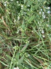 Symphyotrichum
