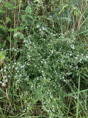 Symphyotrichum