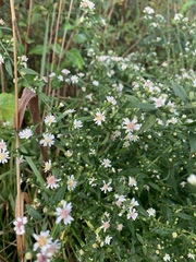 Symphyotrichum