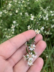 Symphyotrichum