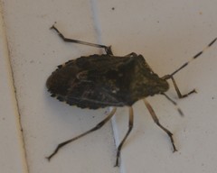 Rhaphigaster nebulosa