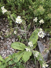 Berteroa incana