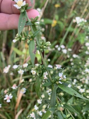 Symphyotrichum