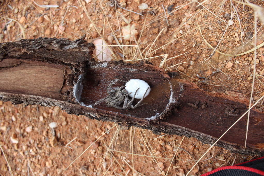 Spotted Bark Huntsman