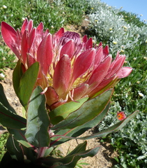 Protea × hybrida