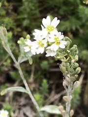Berteroa incana