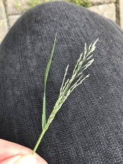 Eragrostis albensis