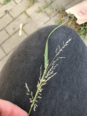 Eragrostis albensis