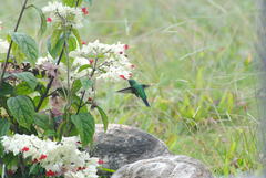 Chlorostilbon gibsoni