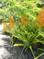 Aechmea leptantha