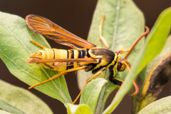 Paranthrene robiniae