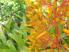 Aechmea leptantha