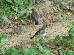 Turdus pilaris