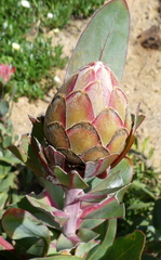 Protea × hybrida