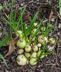 Phemeranthus parviflorus