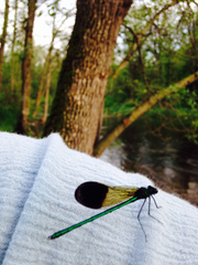 Calopteryx aequabilis
