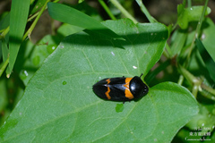 Cosmoscarta abdominalis
