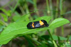 Cosmoscarta abdominalis