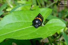Cosmoscarta abdominalis