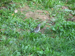 Turdus pilaris