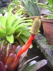 Aechmea pineliana