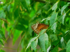 Elymnias hypermnestra