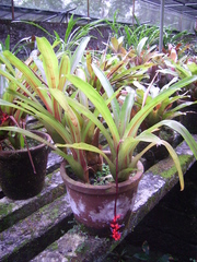 Aechmea racinae