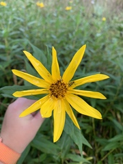 Helianthus