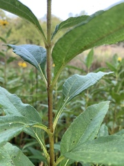 Helianthus