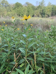 Helianthus