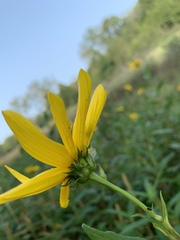 Helianthus