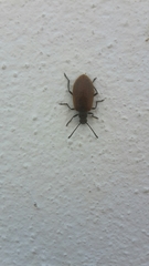 Lagria grenieri